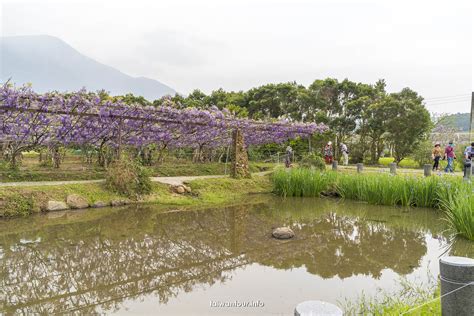 紫藤 咖啡 園 水源 園區